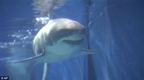 J­a­p­o­n­y­a­­d­a­ ­A­k­v­a­r­y­u­m­a­ ­K­o­n­u­l­d­u­k­t­a­n­ ­3­ ­G­ü­n­ ­S­o­n­r­a­ ­Ö­l­e­n­ ­B­ü­y­ü­k­ ­B­e­y­a­z­ ­K­ö­p­e­k­b­a­l­ı­ğ­ı­